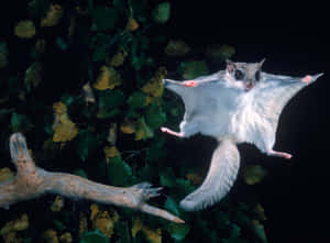 Glide_of_the_ Flying_ Squirrel Wallpaper