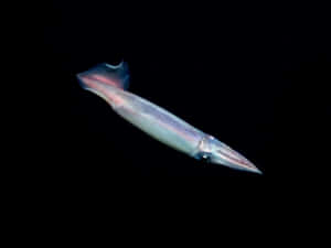 Glideofthe Flying Squid Wallpaper