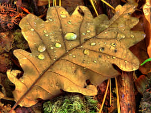 Glistening Fall Dew On Colorful Leaves Wallpaper