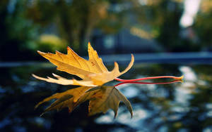 Glistening Red Maple Leaf Floating In Water Wallpaper