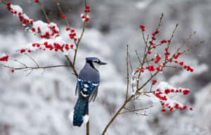 Glistening Winter Berries On A Snowy Branch Wallpaper