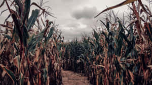 Gloomy Corn Maze Pathway.jpg Wallpaper