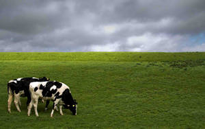 Gloomy Skies Over A Herd Of Cows Wallpaper