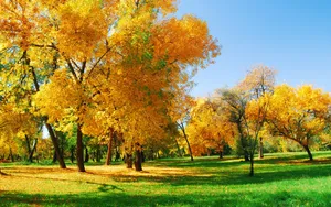 Glorious Autumn Foliage In A Park Wallpaper