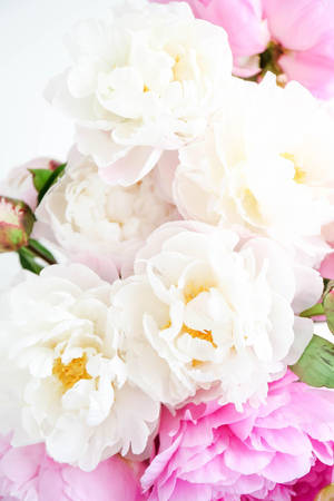 Glorious Peonies In Soft White And Blush Pink Wallpaper