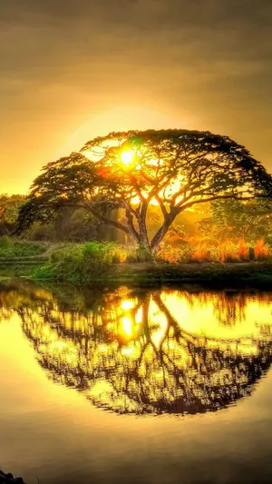 Glorious Tree Reflection Wallpaper