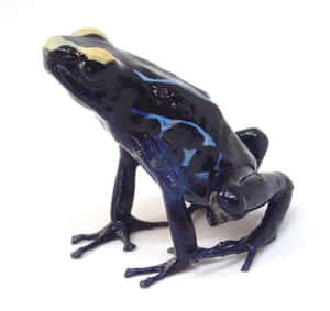 Glossy Black True Frog Side View Wallpaper