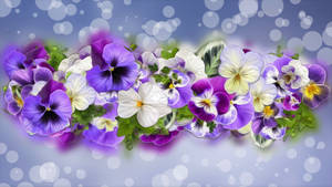 Glossy Pretty Pansy Wallpaper