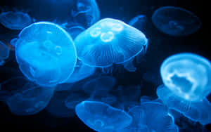 Glowing_ Blue_ Jellyfish_ Underwater Wallpaper