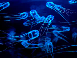 Glowing Box Jellyfish Swarm Wallpaper