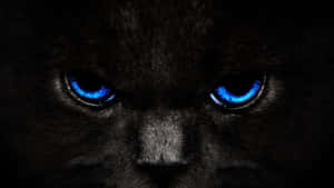 Glowing Cat Eyes Wallpaper