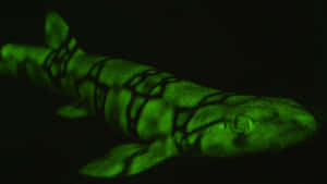 Glowing Cat Sharkin Darkness Wallpaper