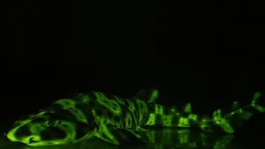 Glowing Cat Sharkin Darkness Wallpaper