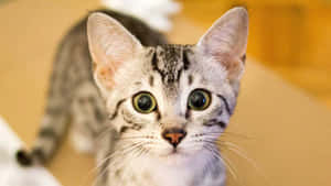 Glowing Egyptian Mau Cat In Vibrant Setting Wallpaper