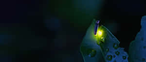 Glowing Fireflyon Leaf Wallpaper