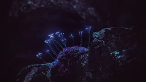 Glowing Florain Nighttime Landscape Wallpaper