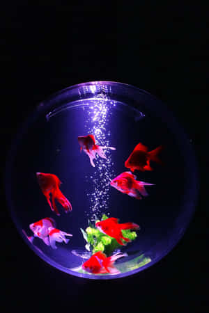 Glowing Goldfish Bowl Aquarium Wallpaper