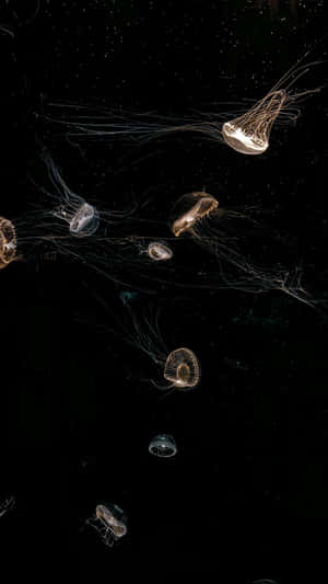 Glowing Jellyfish In Dark Water Wallpaper
