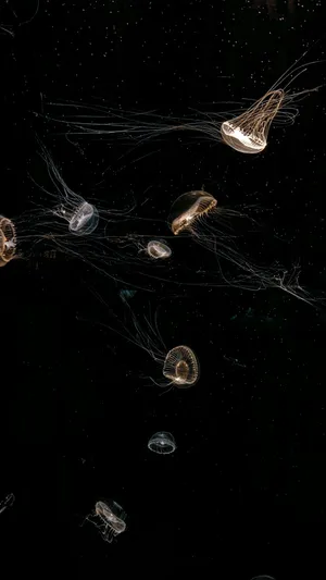 Glowing Jellyfish In Dark Water Wallpaper