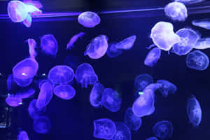 Glowing Jellyfish Swarm Wallpaper