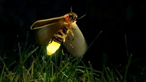 Glowing Lightning Bug Nighttime Wallpaper