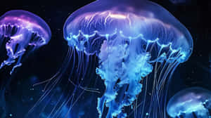 Glowing Moon Jellies Underwater Wallpaper