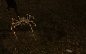 Glowing Sea Spider Night Wallpaper