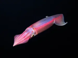 Glowing Squidin Dark Waters Wallpaper