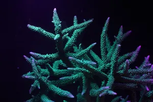 Glowing Staghorn Coralin Deep Blue Water Wallpaper