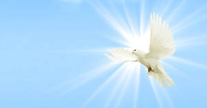 Glowing White Dove Wallpaper