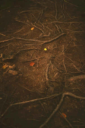 Goblincore Forest Floor Rootsand Leaves.jpg Wallpaper