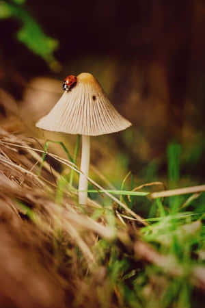 Goblincore Mushroom Ladybug Magic Wallpaper
