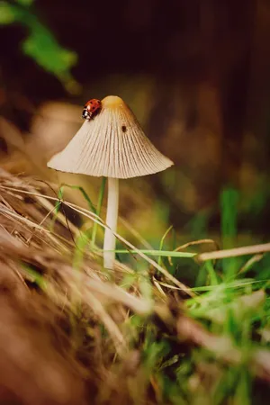 Goblincore Mushroom Ladybug Magic Wallpaper