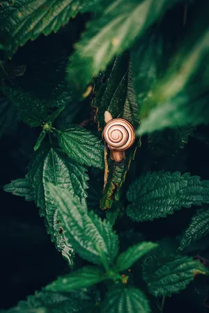 Goblincore Snailon Green Leaves Wallpaper