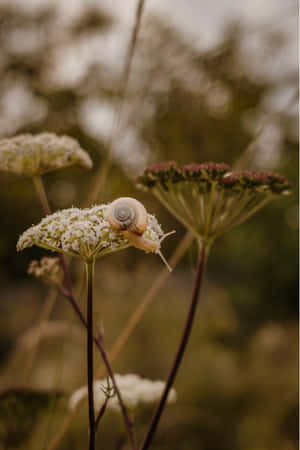 Goblincore Snailon Wildflower Wallpaper