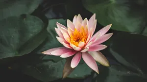 Gobsmackingly Beautiful Nature Scene Wallpaper