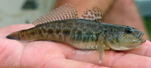 Goby Fish In Hand.jpg Wallpaper
