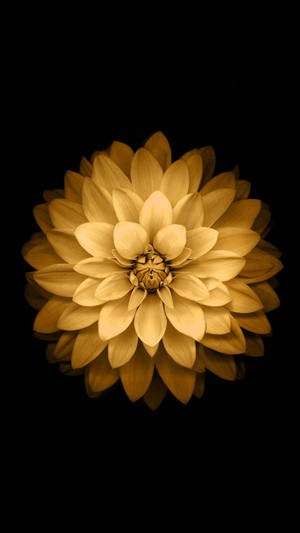 Gold Background Flower Wallpaper