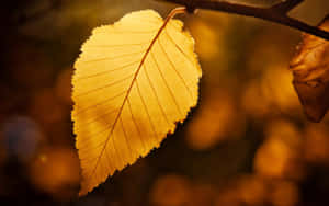 Golden Autumn Leaf Wallpaper