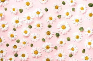 Golden Autumn Leaves Wallpaper