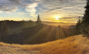 Golden Autumn Leaves Scattered On A Path At Sunset During The Autumnal Equinox Wallpaper