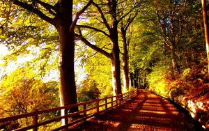 Golden Autumn Trail Surrounded By Scenic Beauty Wallpaper