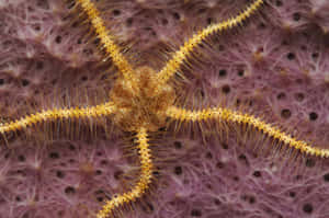 Golden Brittle Staron Coral Wallpaper