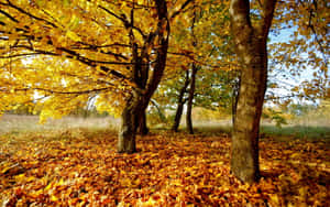 Golden Brown Leaves In Autumn Wallpaper