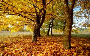 Golden Brown Leaves In Autumn Wallpaper