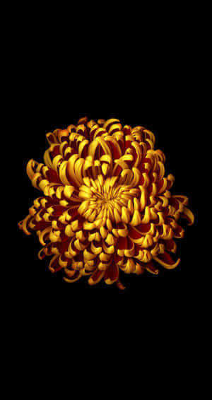 Golden Chrysanthemum Dark Backgroundi Phone Wallpaper Wallpaper