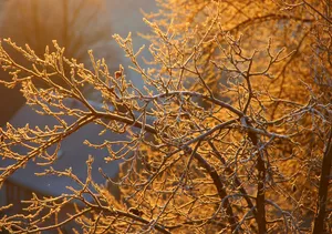 Golden Coastline Of Ocean City, Maryland Wallpaper