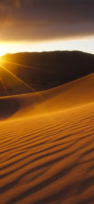 Golden Desert Sunset Wallpaper