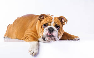 Golden English Bulldog Wallpaper