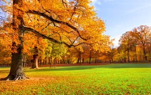 Golden Fall At Forest's Edge Wallpaper
